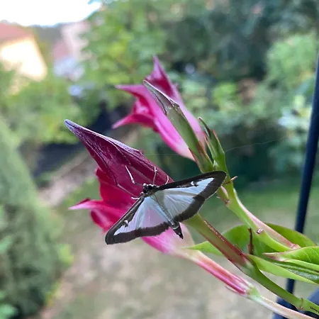 Garden Near Kupele Sliac-central Slovakia Apartmán